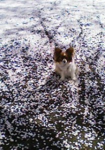 チョコと桜の花びら上から